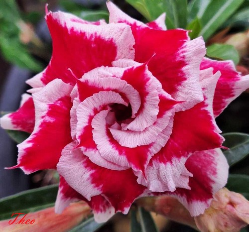Adenium obesum desert - obesum, "