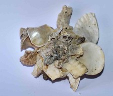 COQUILLAGES - XENOFORRIDAE -