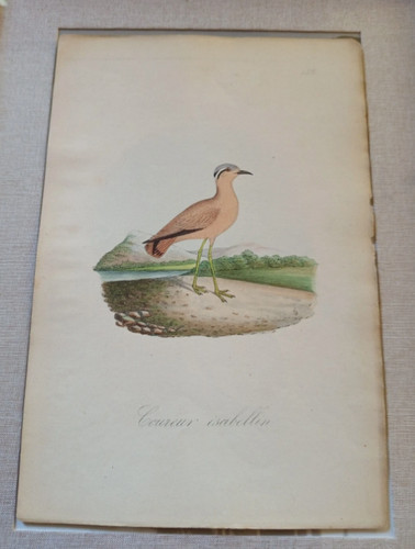 Planche ancienne oiseaux - ancienne,