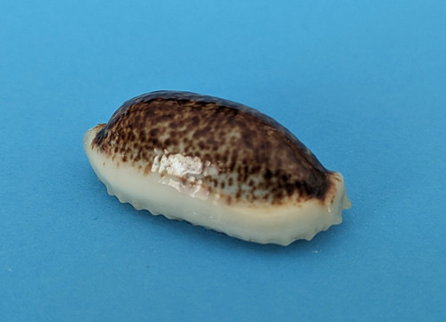 Cypraea cylindrica lenella