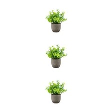 1/2/3 Plante de faux jade en