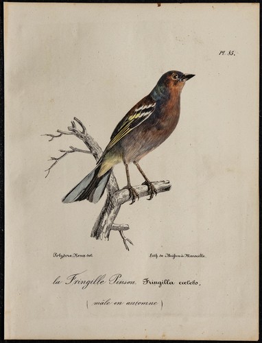 1830 pinson des arbres - 1830,