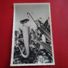 photo fleur madagascar  stavy