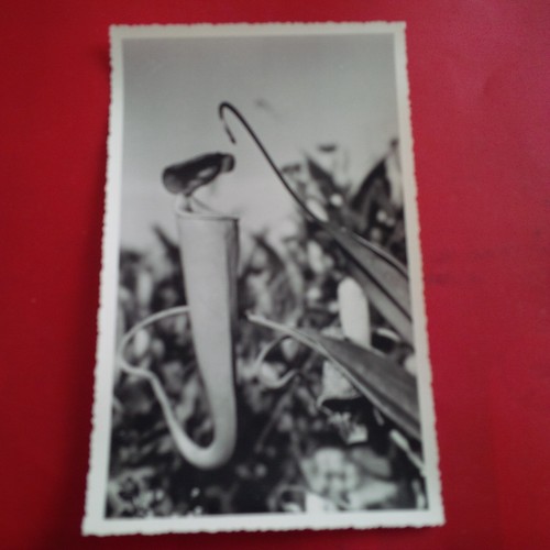 Photo fleur madagascar stavy - ,