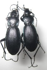 Carabidae 5 Carabus violaceus A1 (Lot, FRANCE)