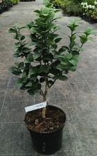 Citrus aurantifolia mexicana - citrus,