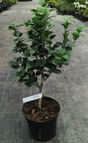 Citrus aurantifolia mexicana - citrus,