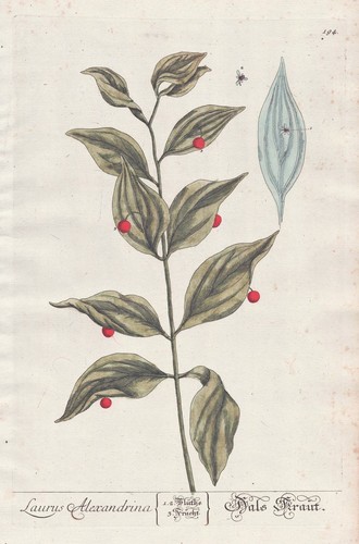 Laurus laurier bay - laurus,