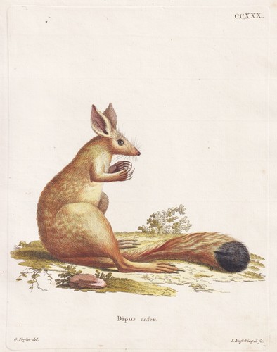Lièvre printemps - de,