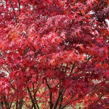 Acer palmatum 'Atropurpureum'