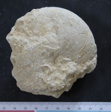 Nautile fossile Bathonien