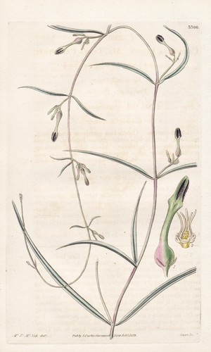 Ceropegia lushii indes - ceropegia,
