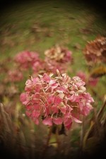 Objectif vintage Hermagis 26mm