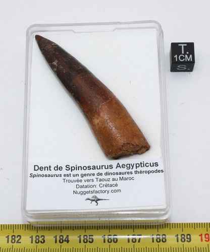 Dent dinosaure spinosaurus - dinosaure,