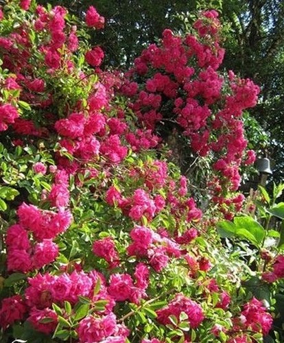 Rosier liane ancien rose - ♫,