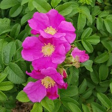 Rosa rugosa / Rosier rugueux /