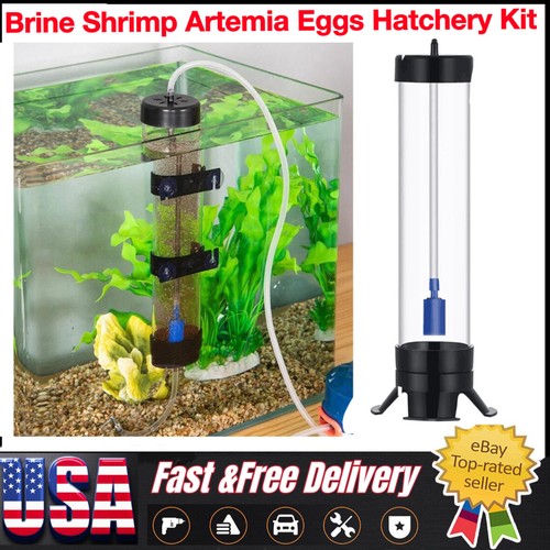 Brine shrimp artemia eggs - brine,