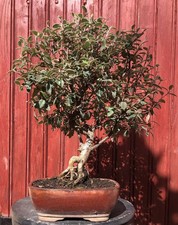 BONSAÏ COTONEASTER
