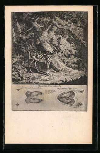 Carte postale artiste cerf - d'artiste,