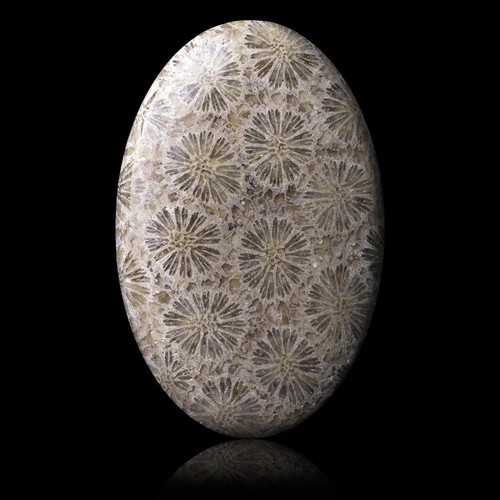 Corail fossile 53 50 - ★☆,