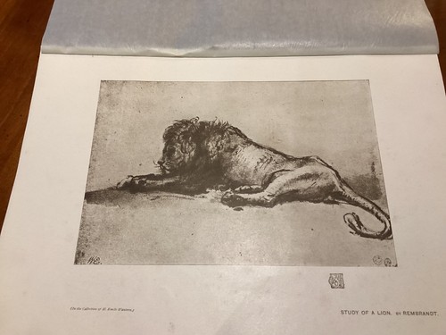 Rembrandt study a lion - rembrandt,, of