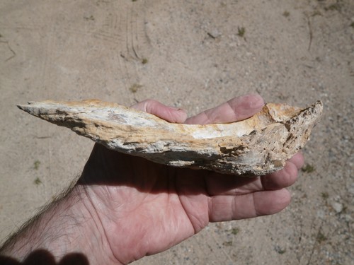 Grande huitre fossile - huitre,