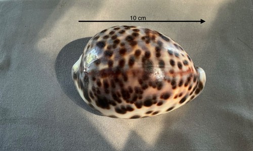Coquillage cyprae tigris - cyprae,