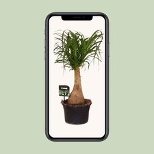 Beaucarnea Nolina - Entretien Facile Elefantenfuß-pflanze Im Ø19 CM Pot ,Haut