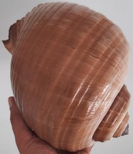 curiosité , taxidermie ,Coquillage : Énorme Dolium Géant 