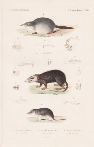Sorex spitzmaus shrew maus - shrew,