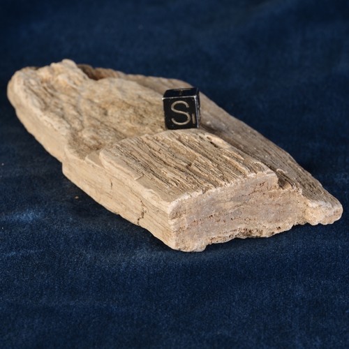 Bois fossilisé - bois,
