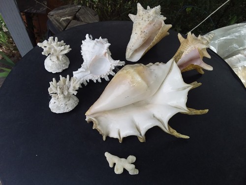 Lot coquillage des mers - lot,