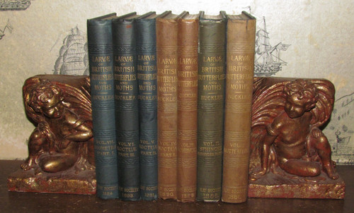 1886 larvae the - of, british