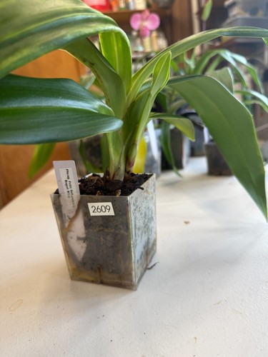 Phragmipedium fritz schomburg - phragmipedium,