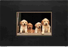 Carte postale animaux - carte,
