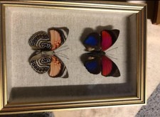 Taxidermie Papillon Agrias