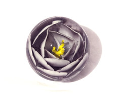 Boule presse papier sulfure en verre à motif de fleur mauve