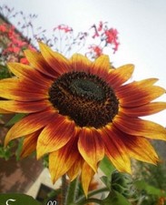 ♫ TOURNESOL Bicolore 'FLORISTAN' ♫ Graines ♫ Plante-Soleil Ornement du Potager ♫