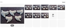 Tiger shark teeth  25 mm  to