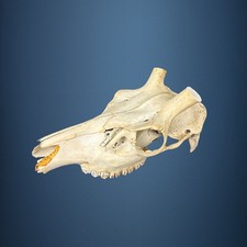 557KU Crane de cerf, bois de