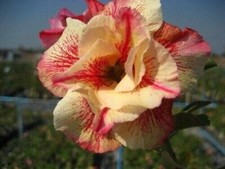 10 graines d'ADENIUM OBESUM