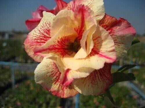 Graines adenium obesum - 10,