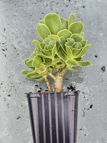 Aeonium arboreum vert - aeonium,
