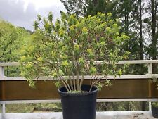 Euphorbia Dendroides 10 Graines Seeds SAMEN Caudex Pachycaule bonsai