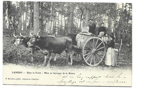 Landes dans la foret - dans,