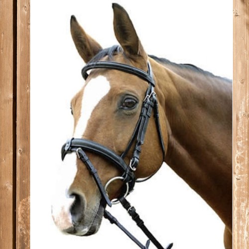Bridle ohio euroriding - bridle, with