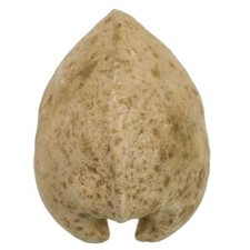 Coquillage porambonite fossile