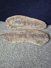 Vinctifer Comptoni Fossil Fish