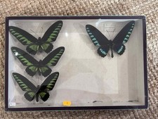 Boite entomologique 4