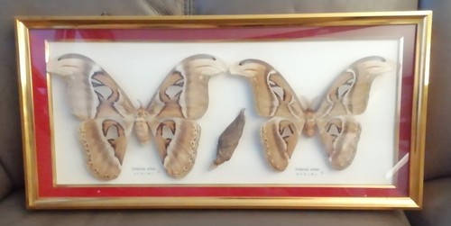 Papillons attacus atlas - 2,